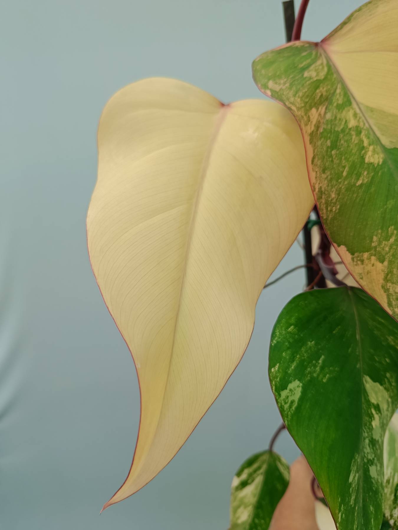 Philodendron Strawberry Shake variegata