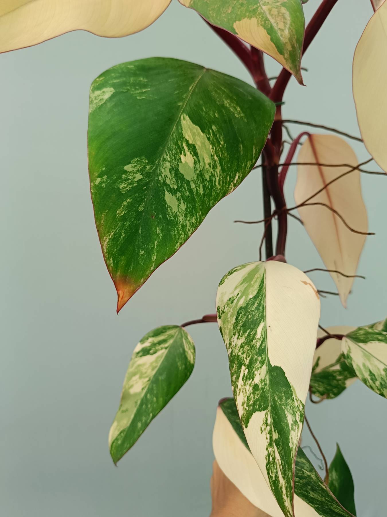 Philodendron Strawberry Shake variegata