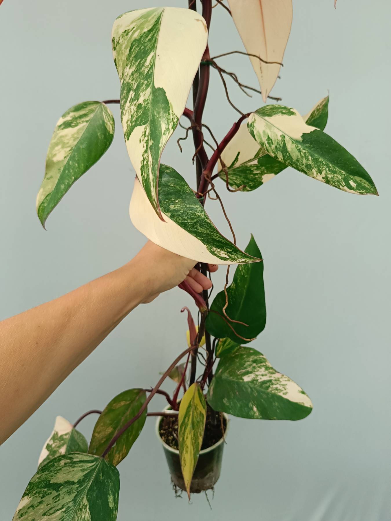 Philodendron Strawberry Shake variegata