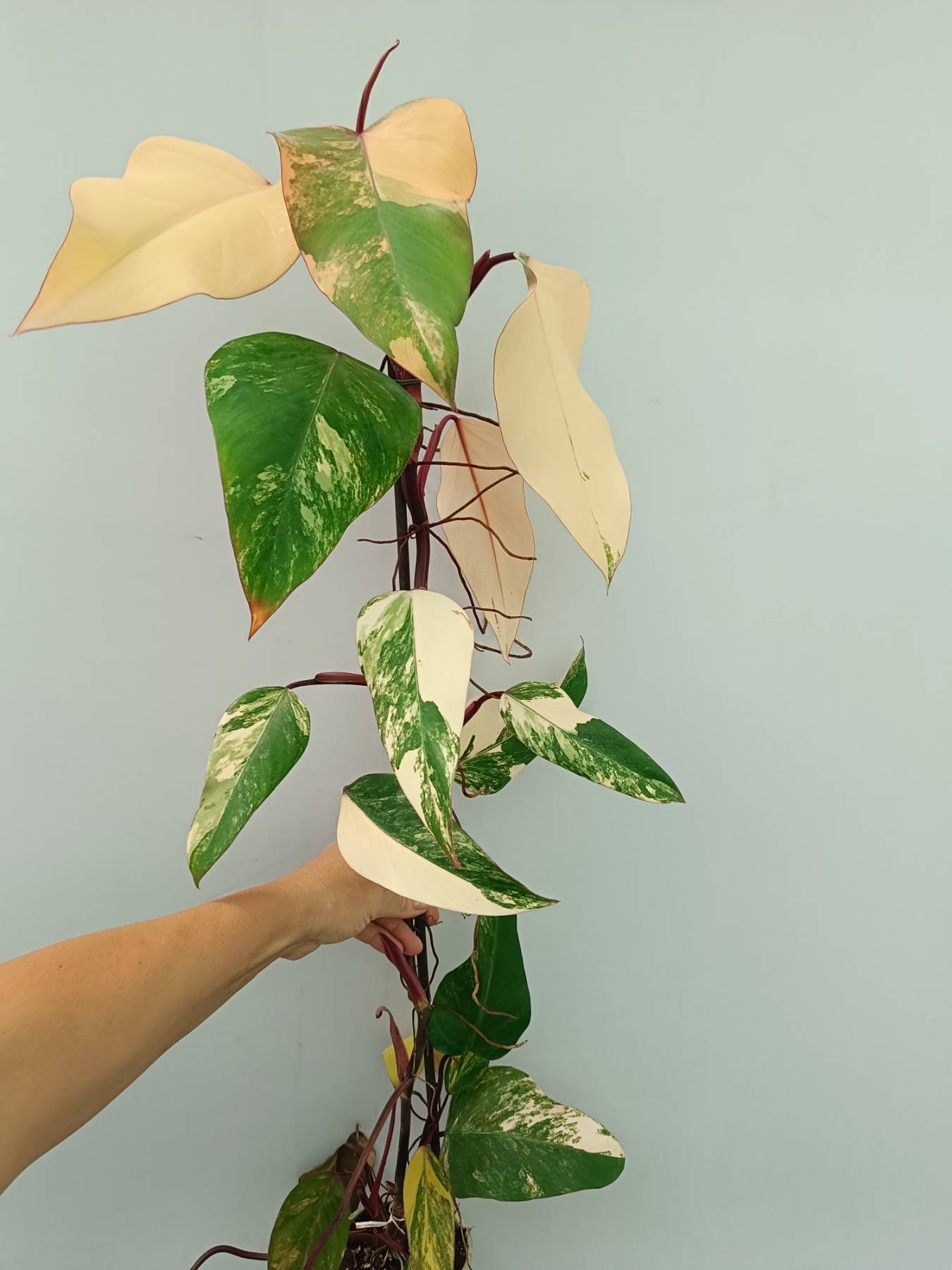 Philodendron Strawberry Shake variegata