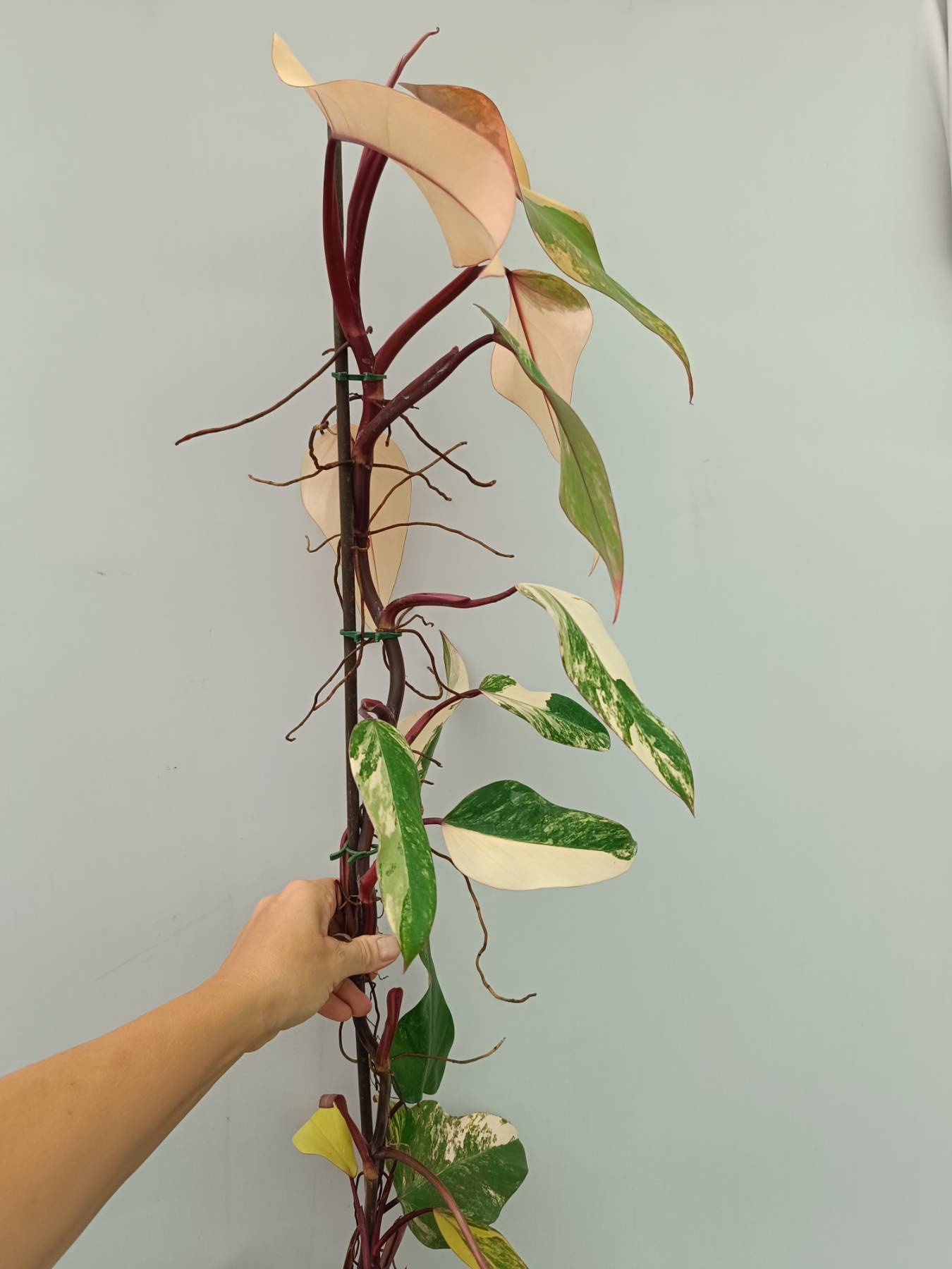 Philodendron Strawberry Shake variegata