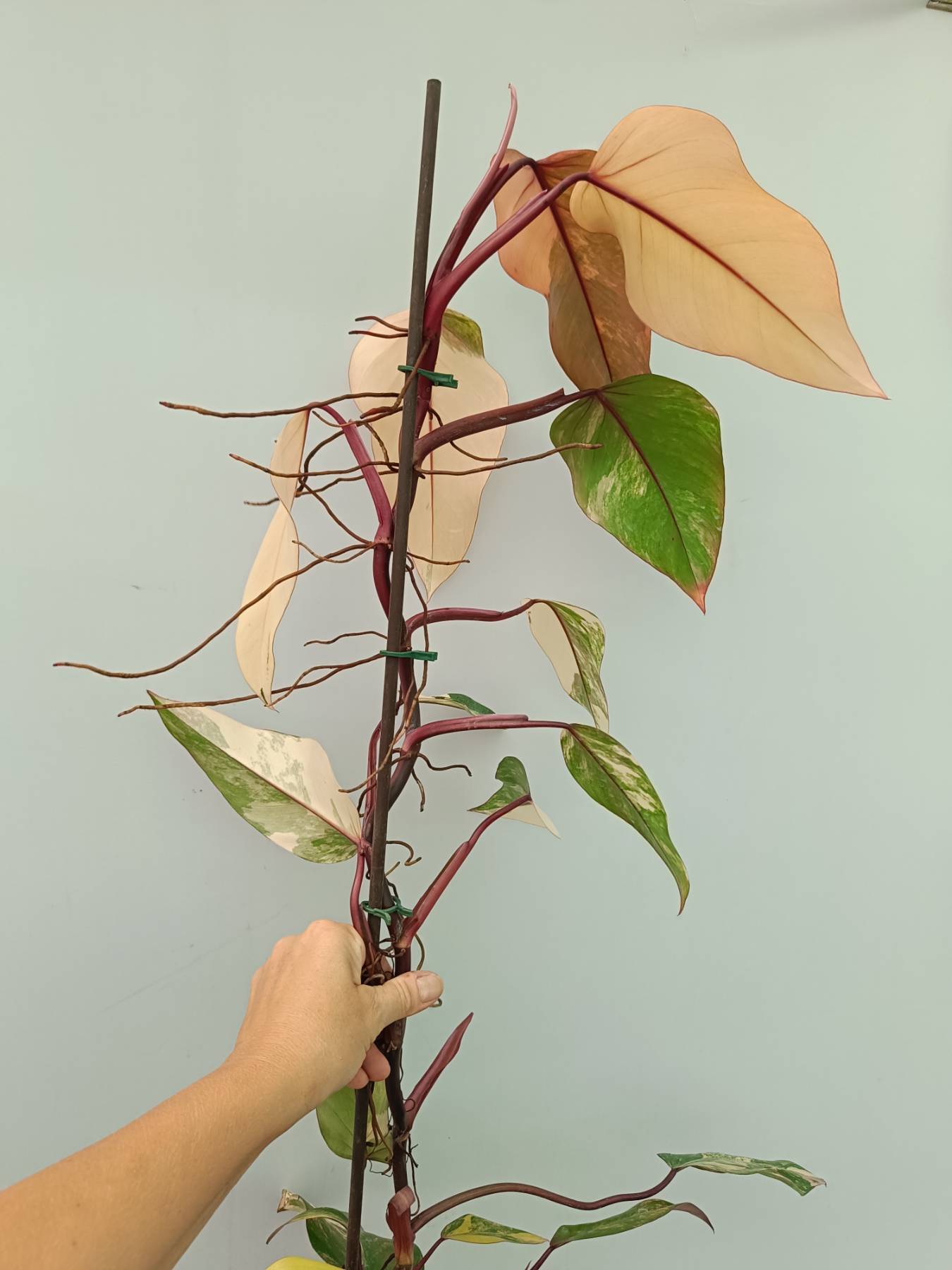 Philodendron Strawberry Shake variegata