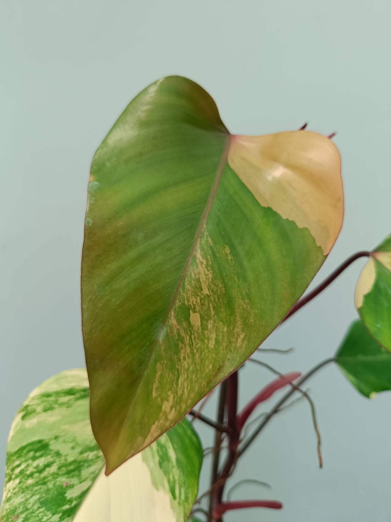 Philodendron Strawberry Shake variegata