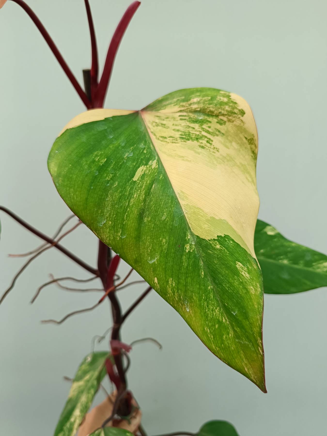 Philodendron Strawberry Shake variegata
