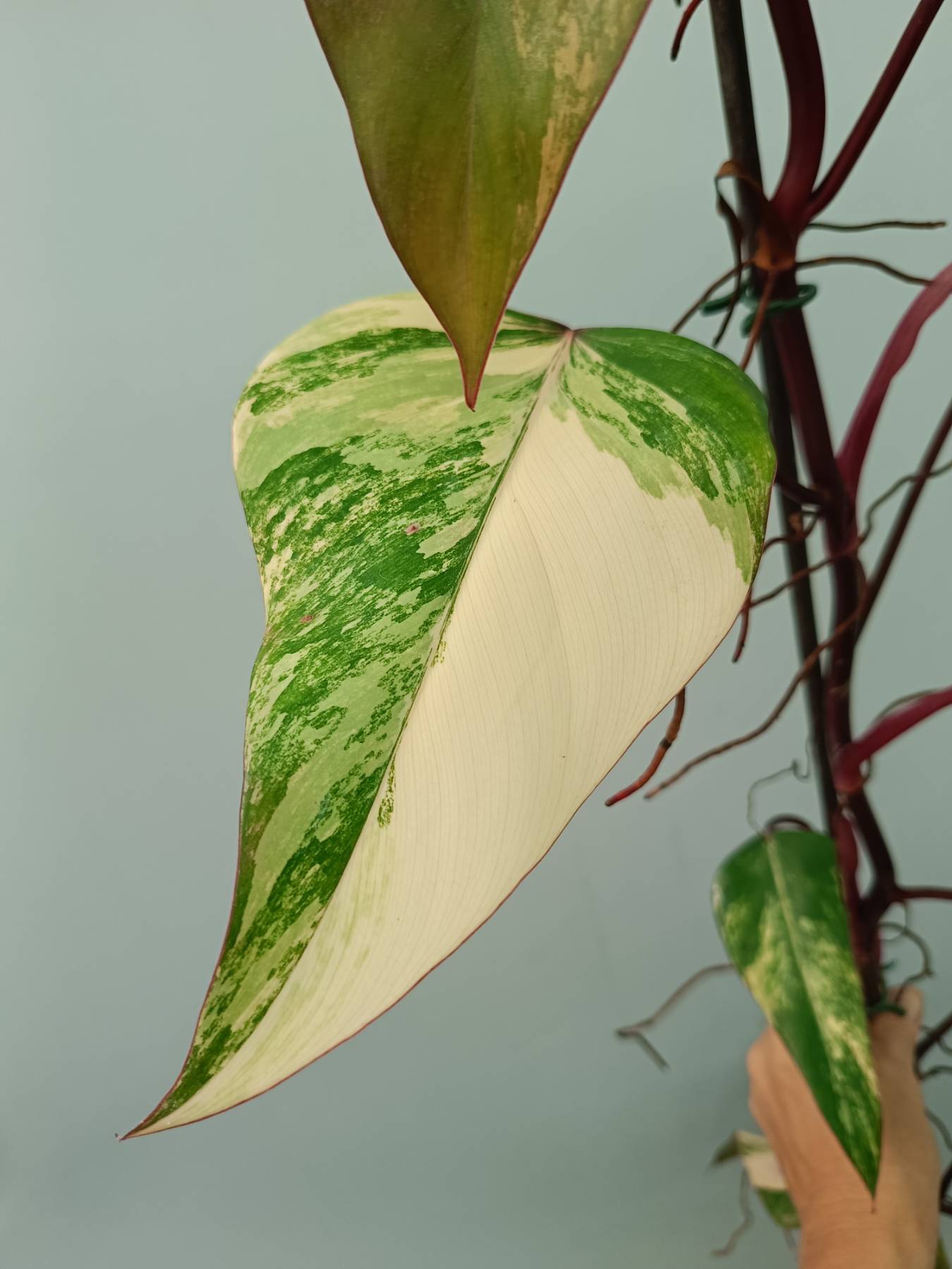 Philodendron Strawberry Shake variegata