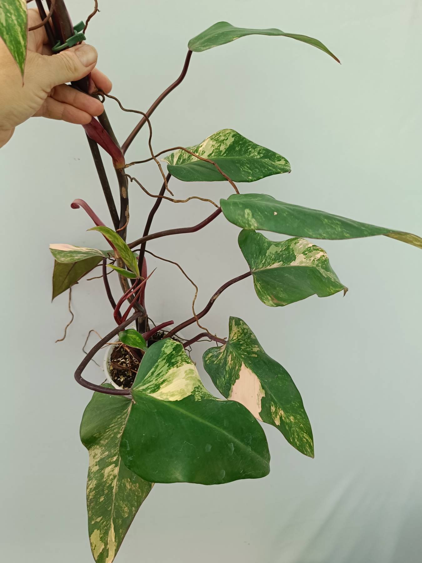 Philodendron Strawberry Shake variegata
