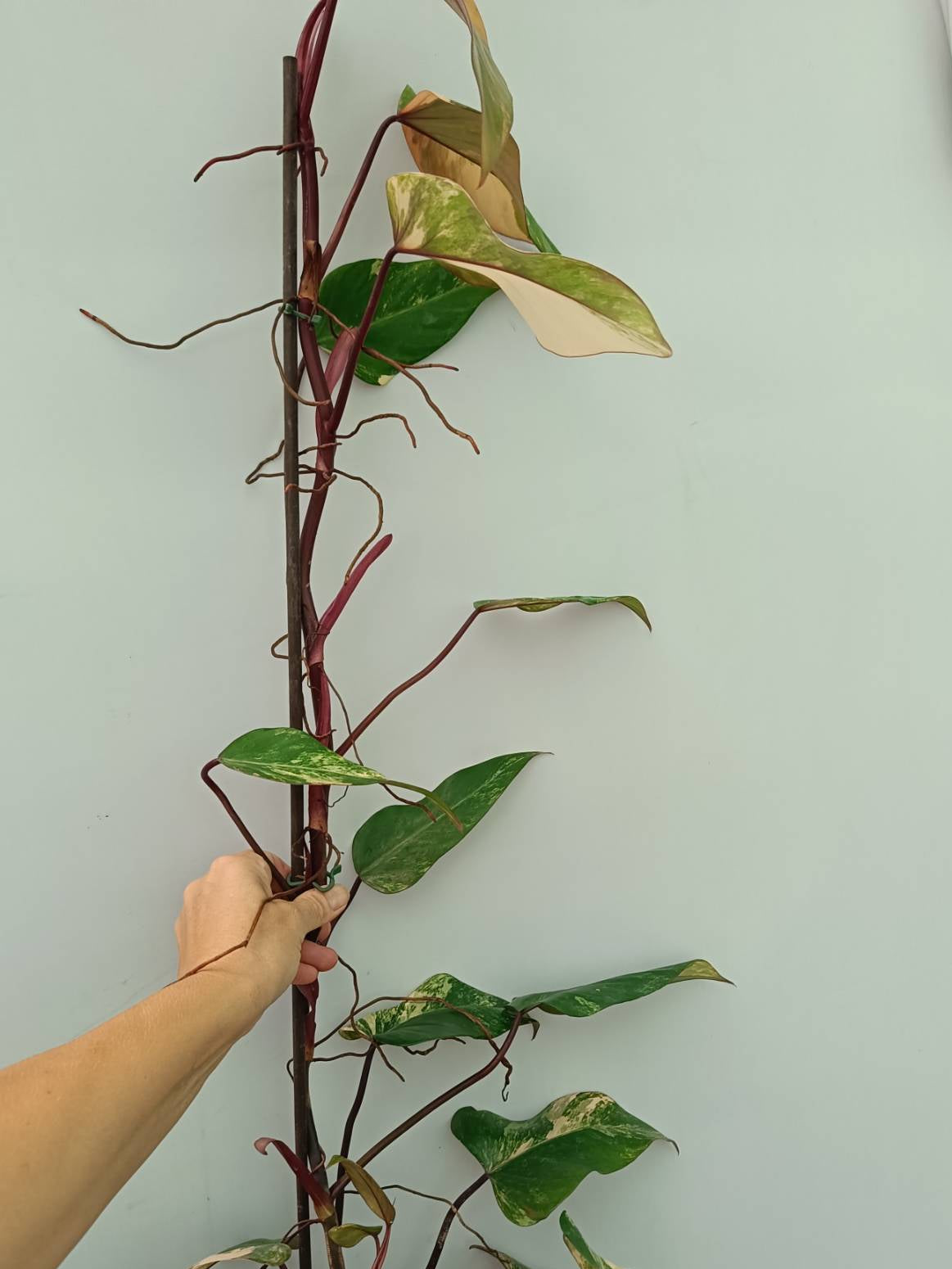 Philodendron Strawberry Shake variegata