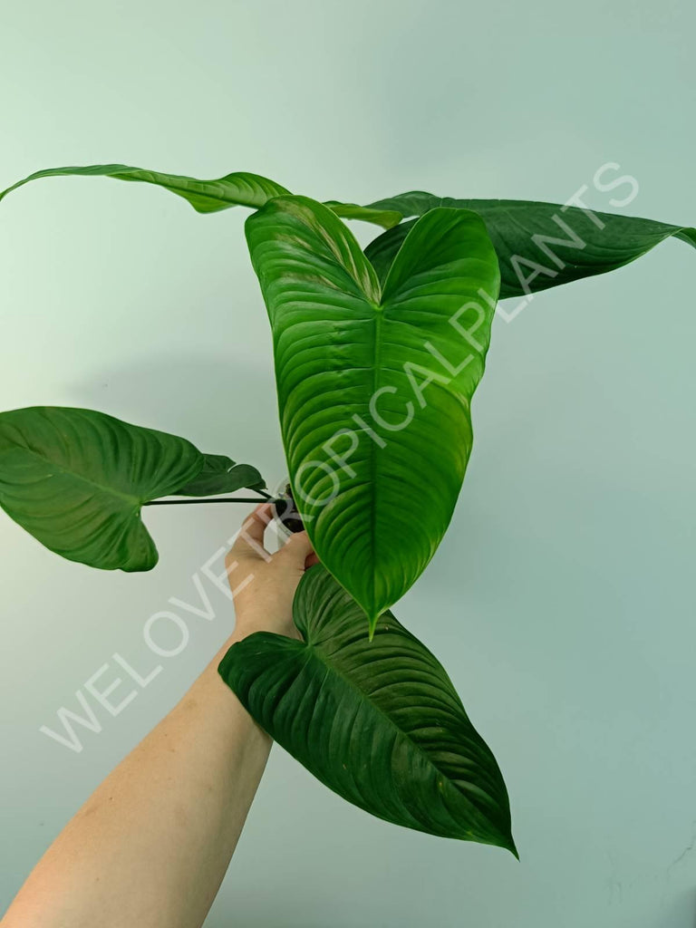 Philodendron tenue