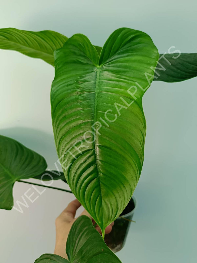 Philodendron tenue