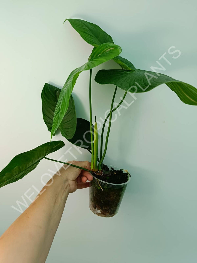 Philodendron tenue