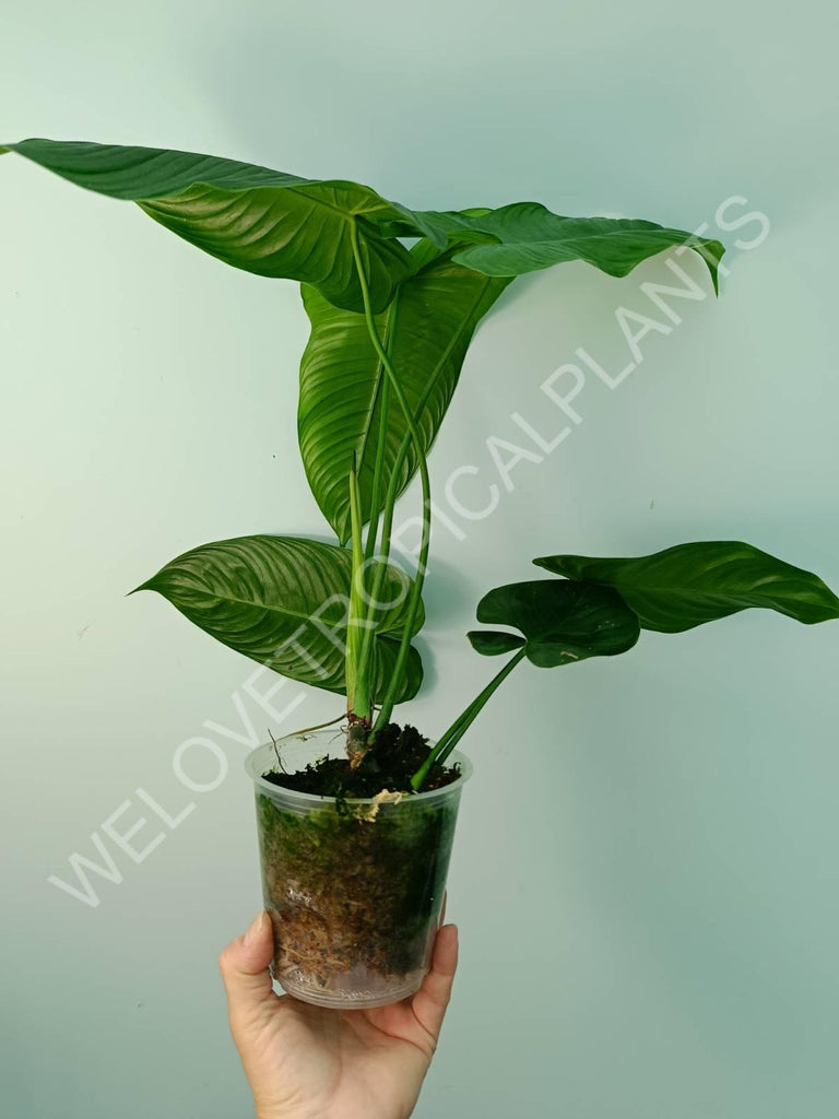 Philodendron tenue