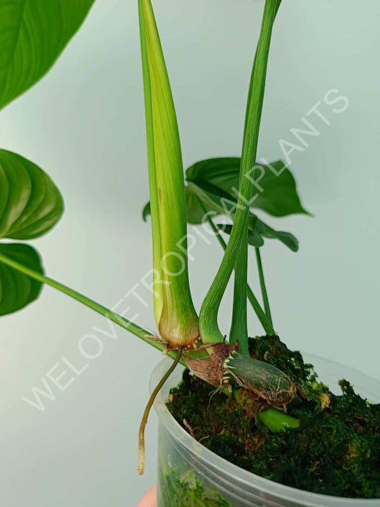 Philodendron tenue