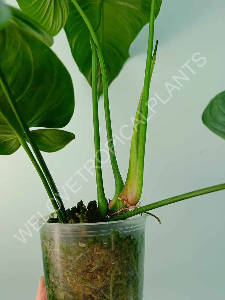 Philodendron tenue