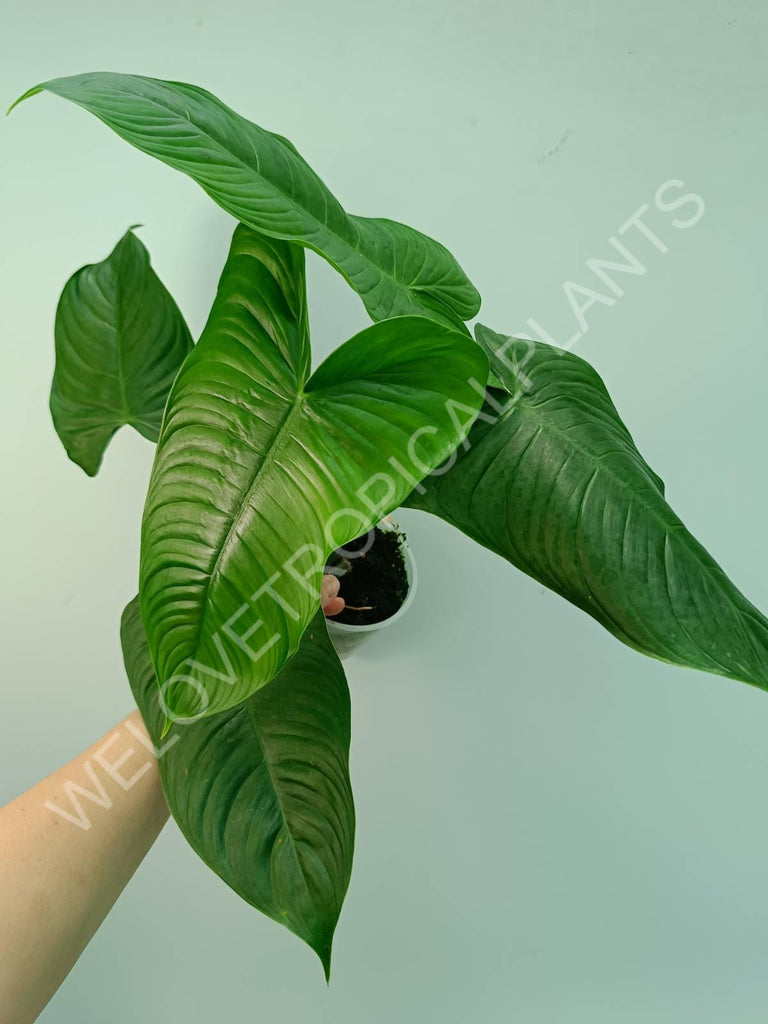 Philodendron tenue