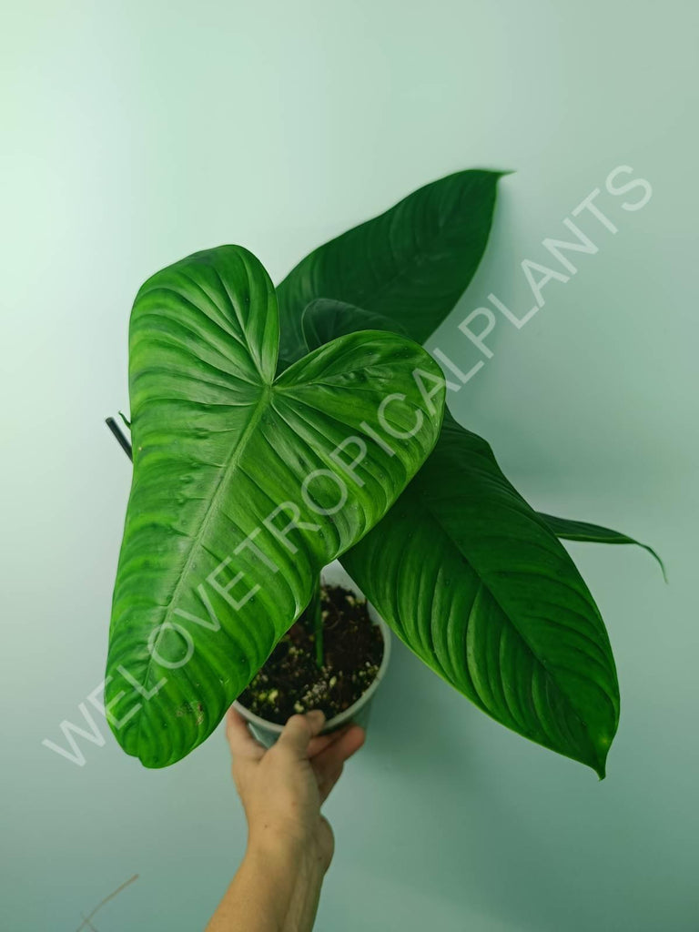 Philodendron tenue