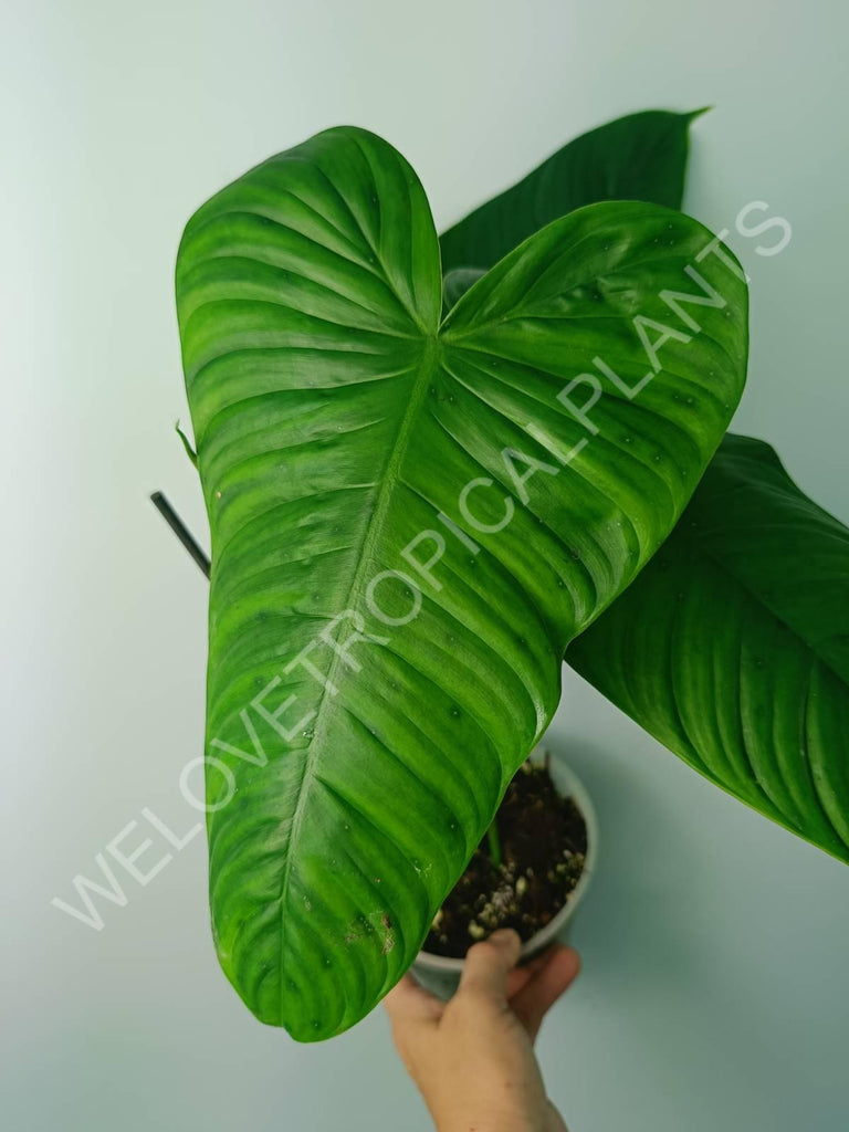 Philodendron tenue