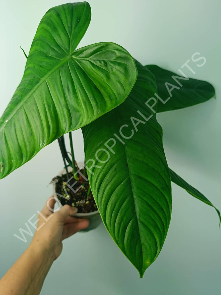 Philodendron tenue