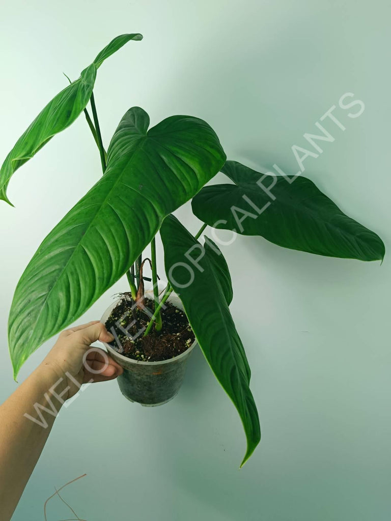 Philodendron tenue