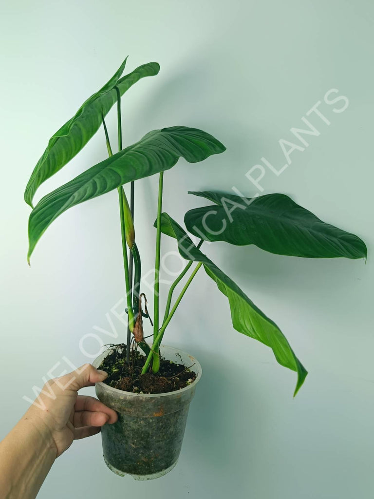 Philodendron tenue