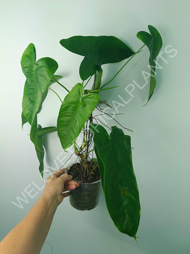 Philodendron tenue