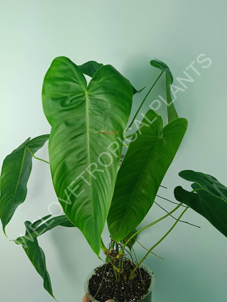 Philodendron tenue