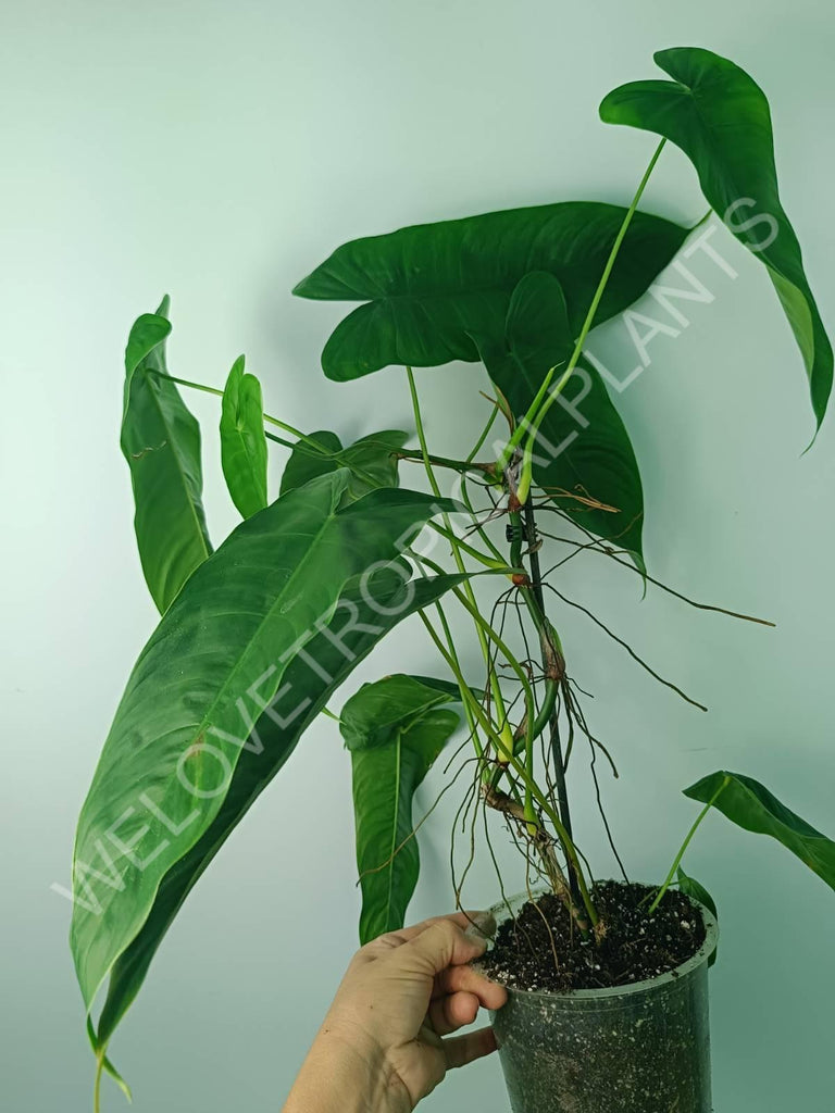 Philodendron tenue