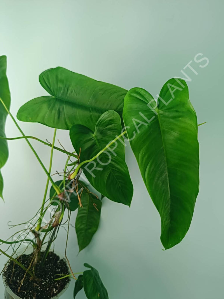 Philodendron tenue