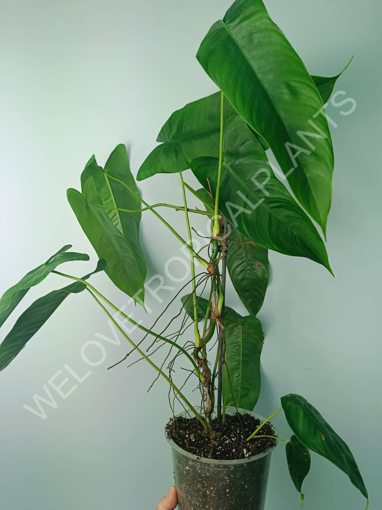 Philodendron tenue