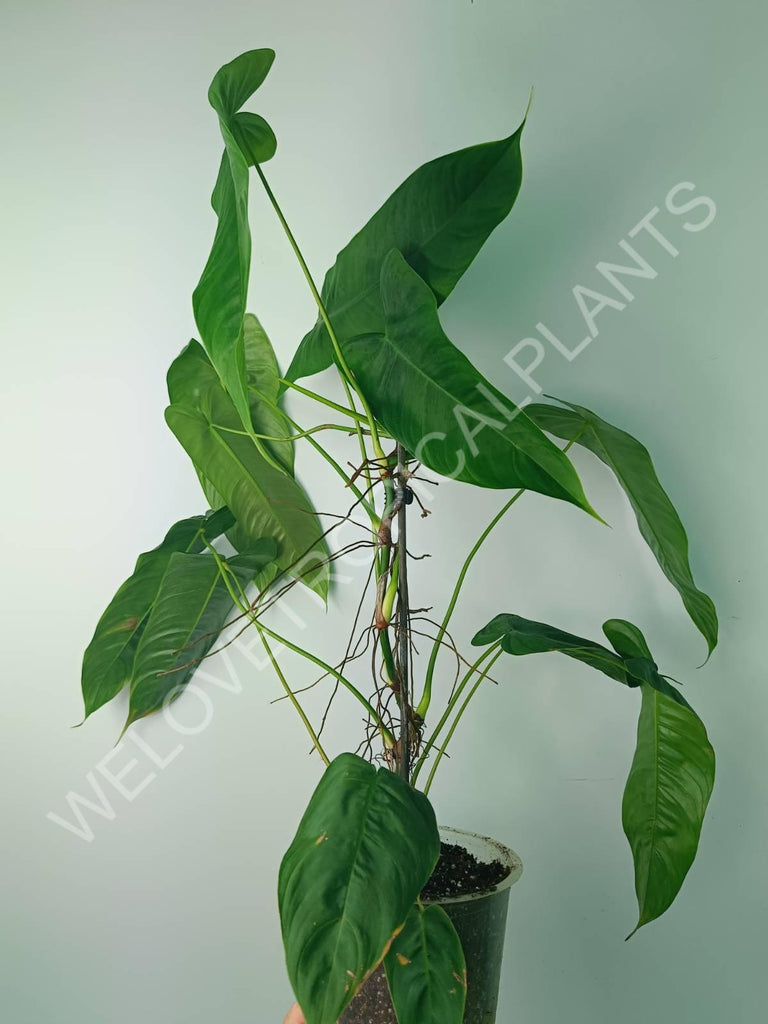 Philodendron tenue