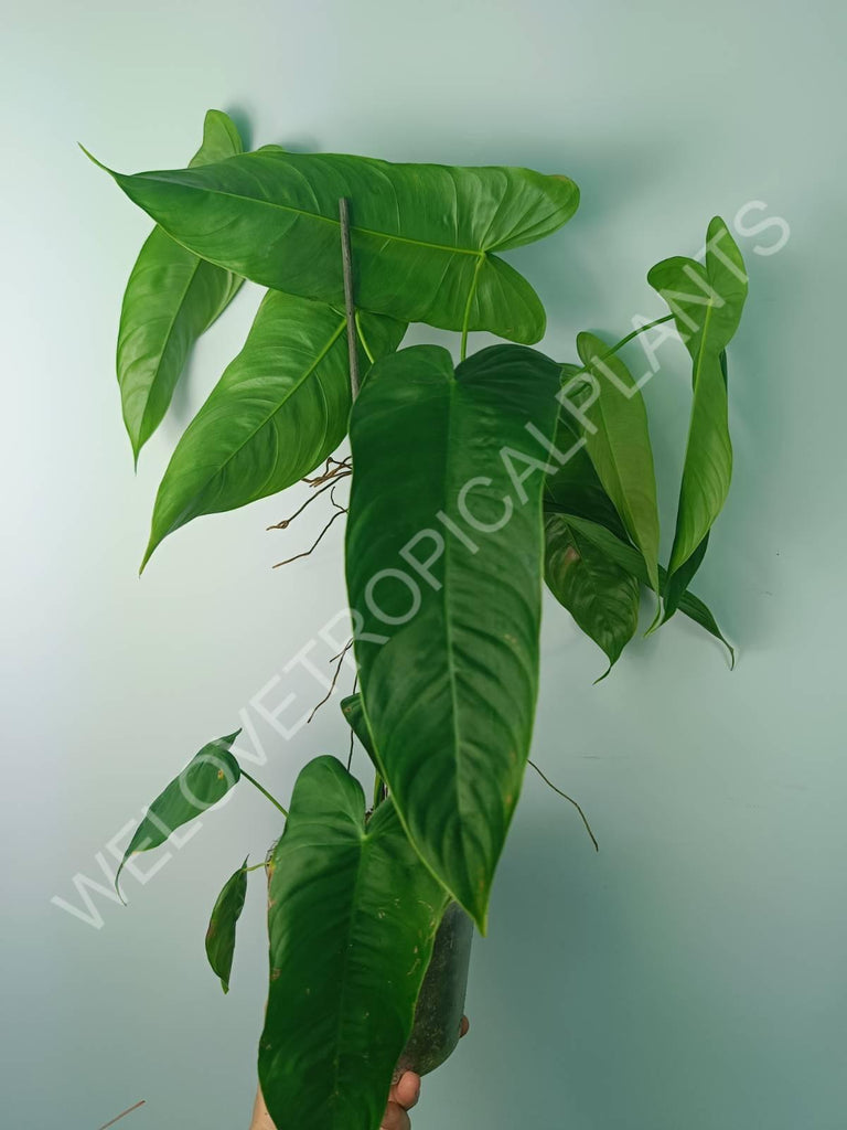 Philodendron tenue