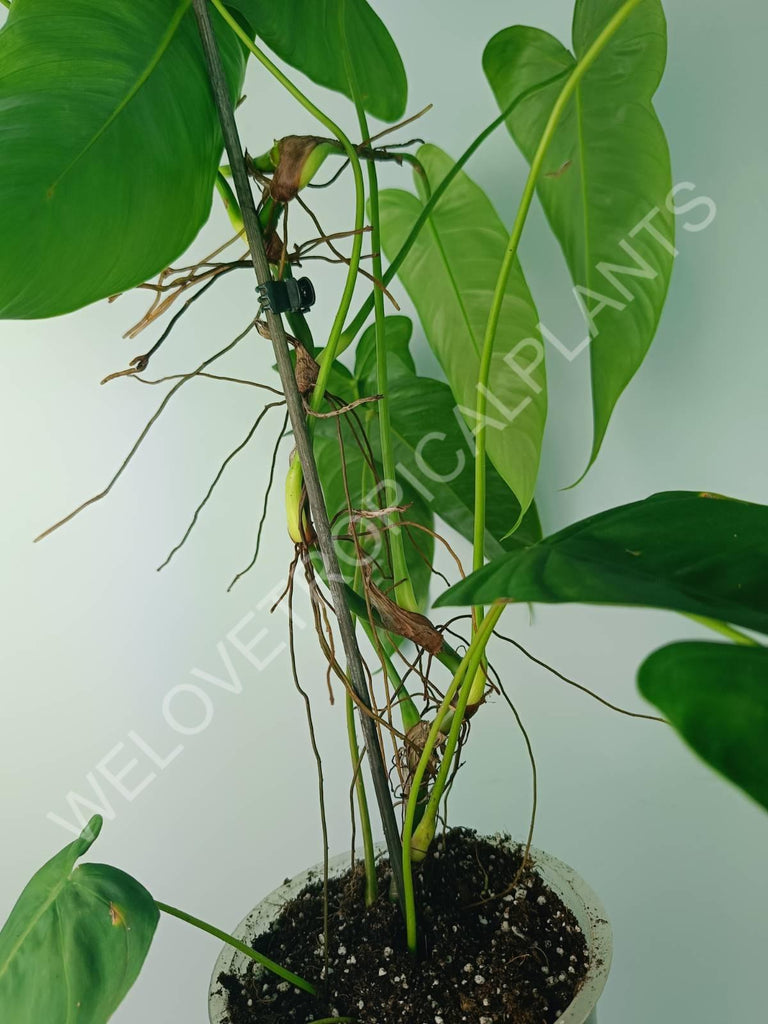 Philodendron tenue