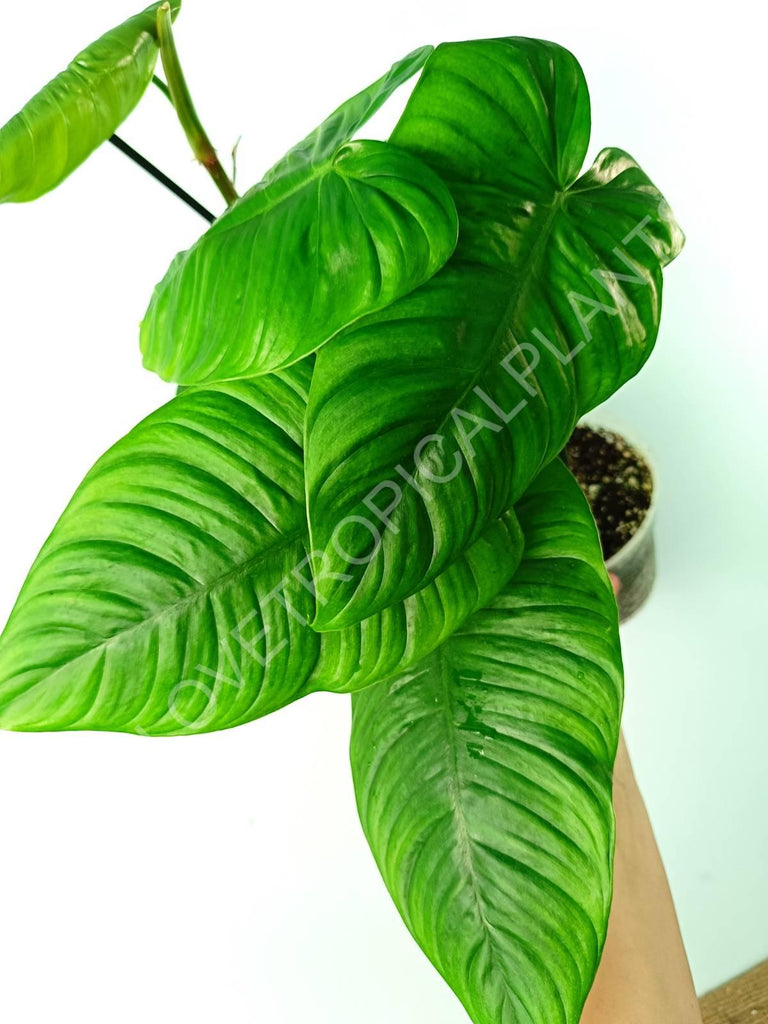 Philodendron tenue 