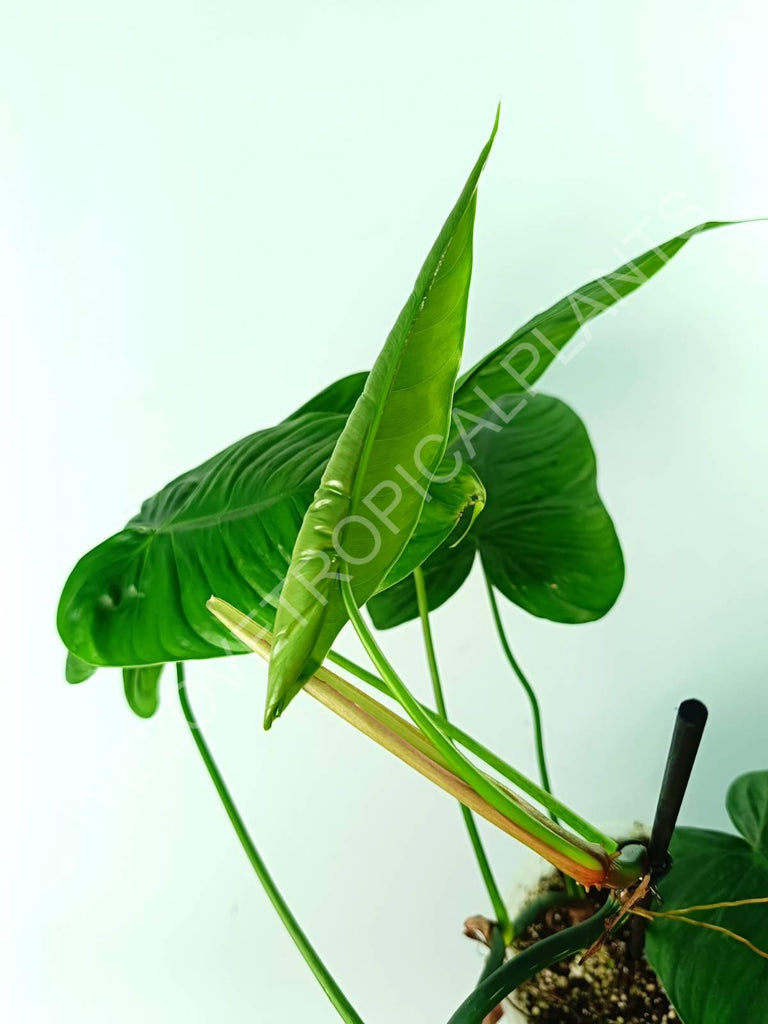 Philodendron tenue 