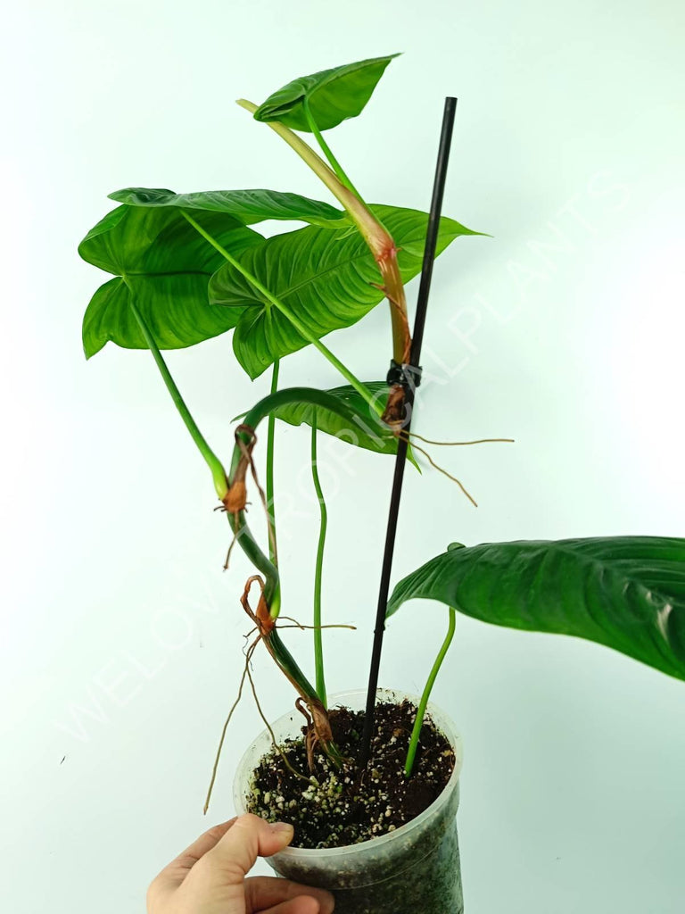 Philodendron tenue 