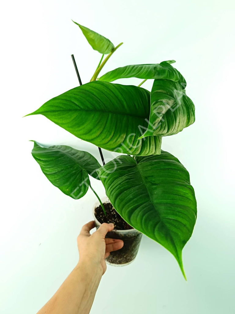 Philodendron tenue 