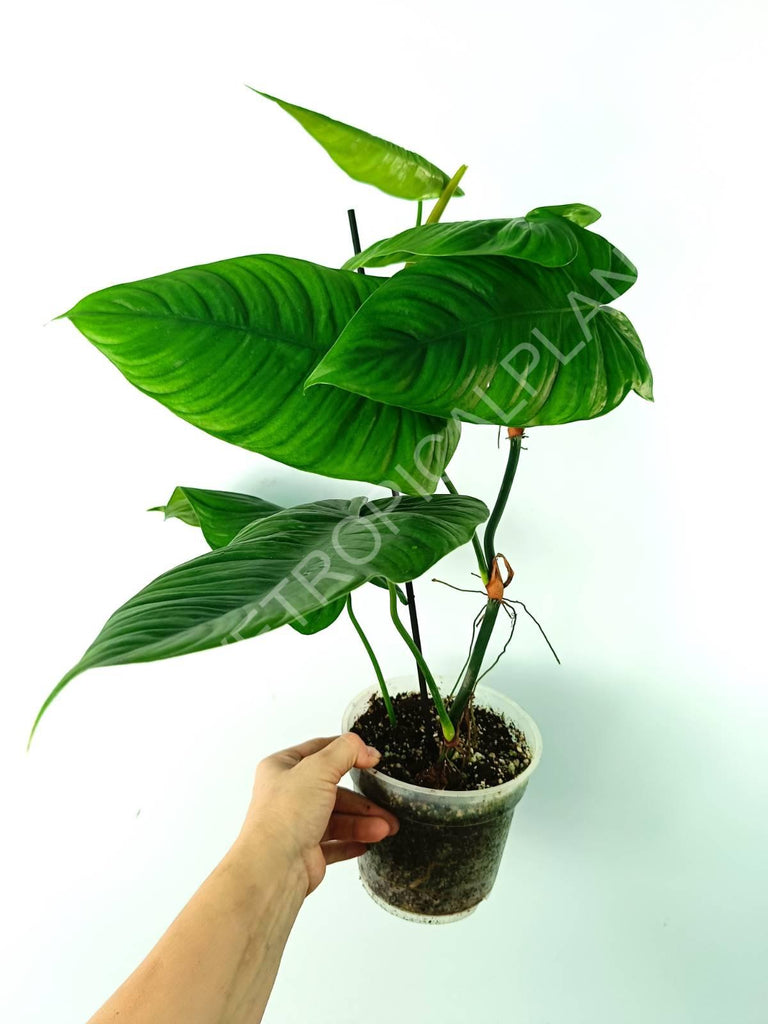 Philodendron tenue 