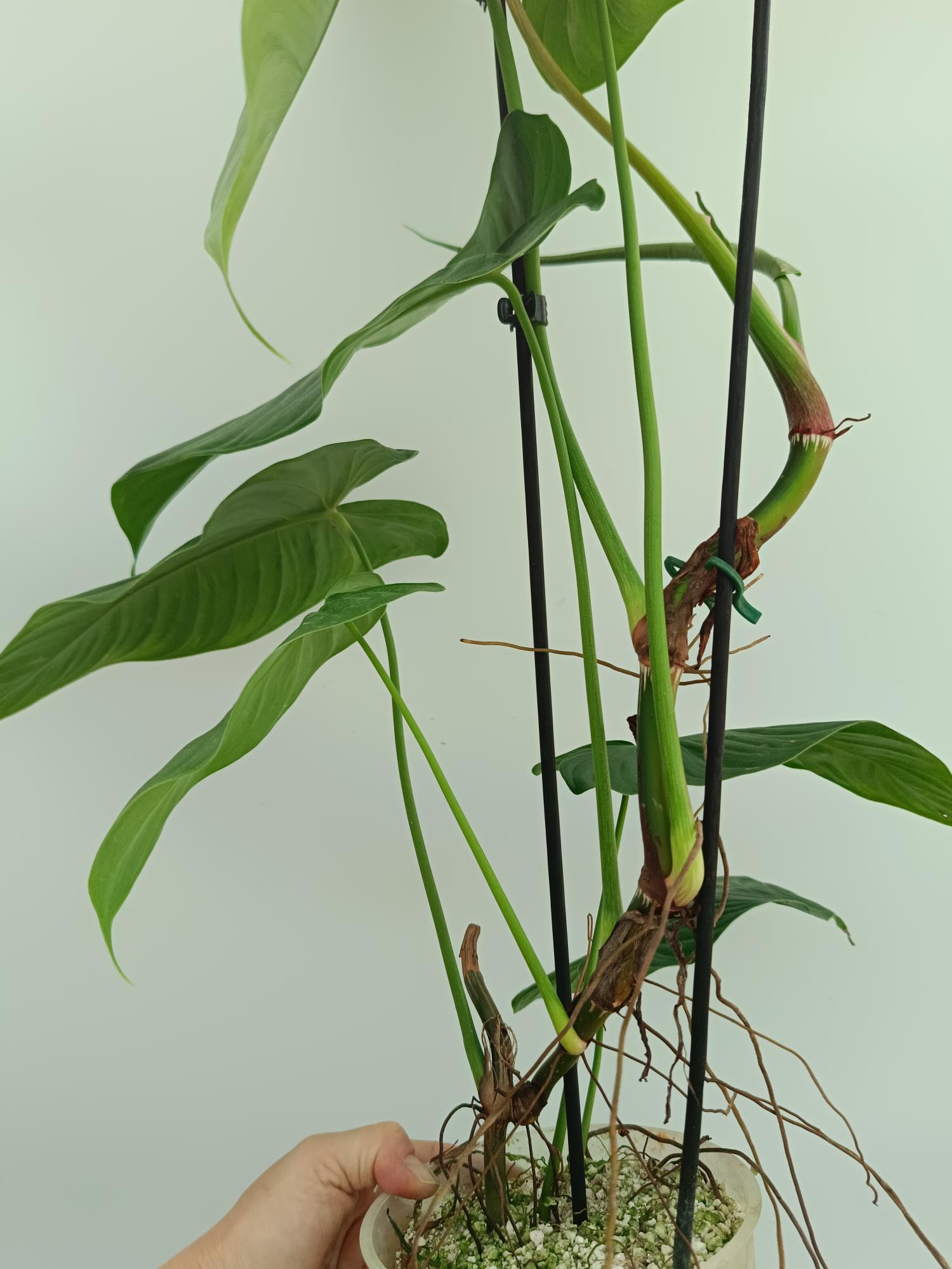 philodendron tenue el valle Philodendron tenue XL