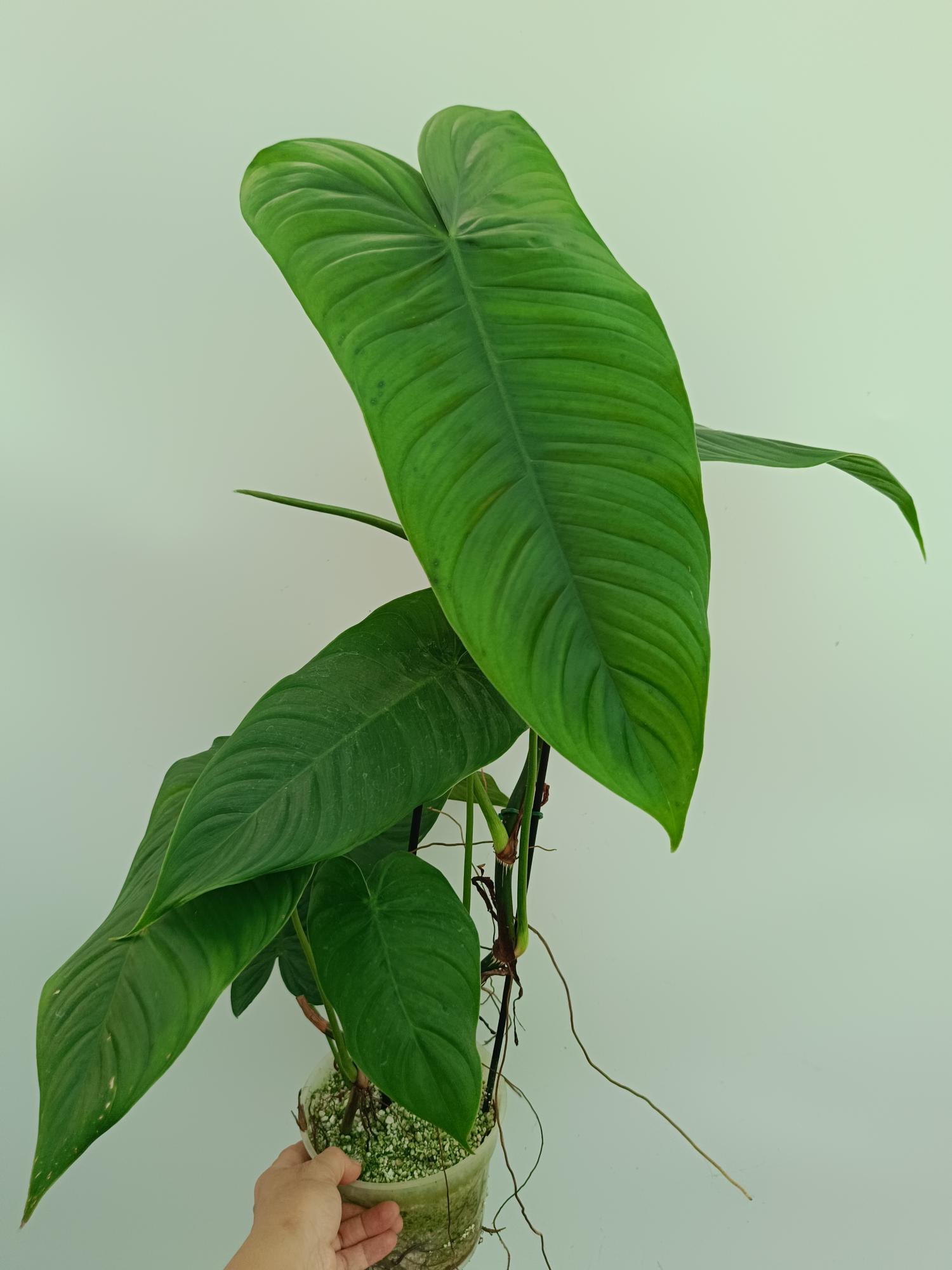 philodendron tenuipes Philodendron tenue XL