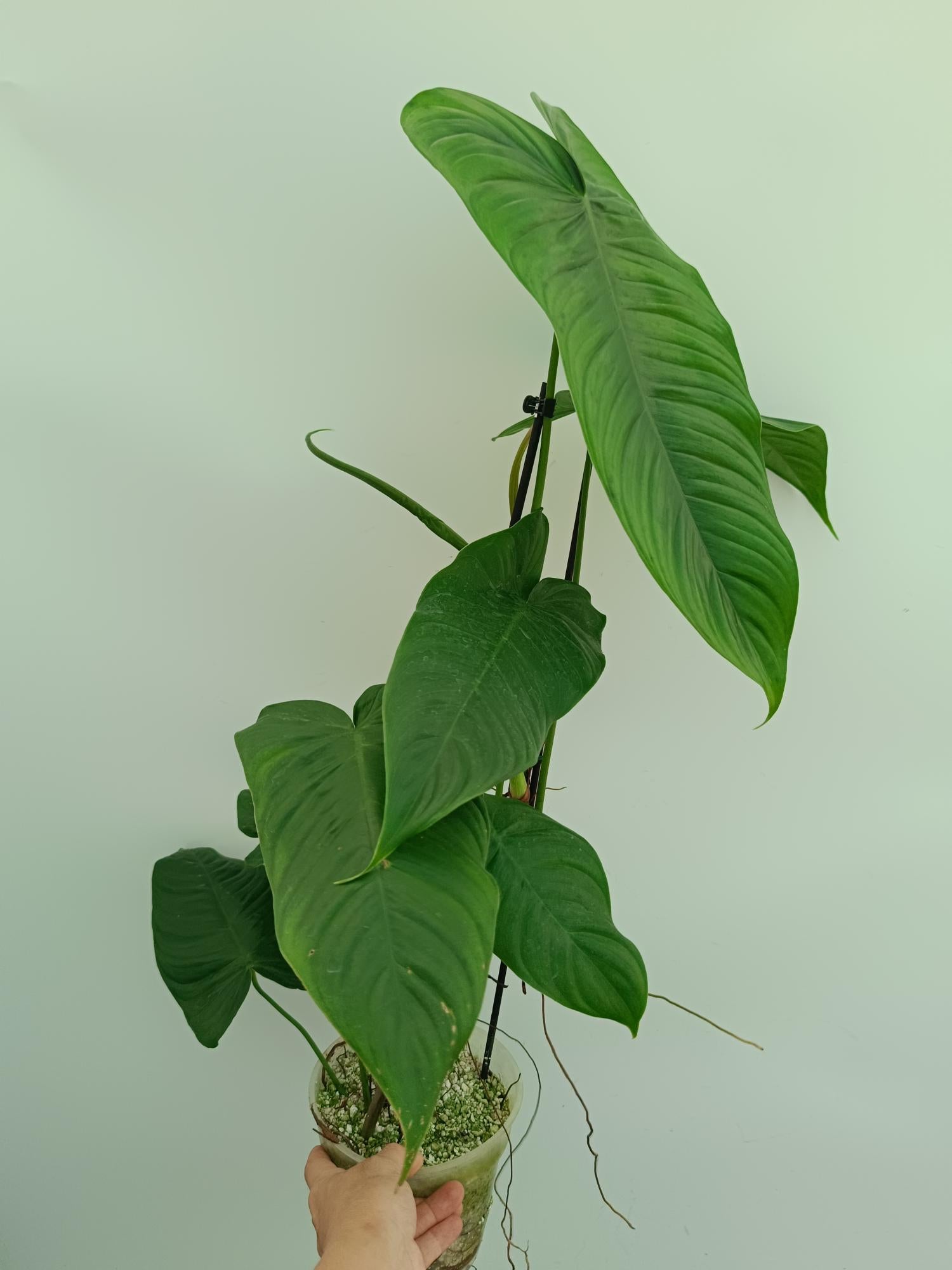 philodendron tenue el valle Philodendron tenue XL