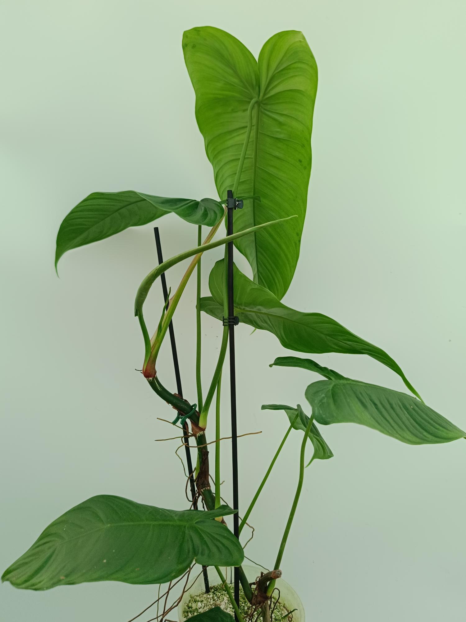philodendron tenue el valle Philodendron tenue XL