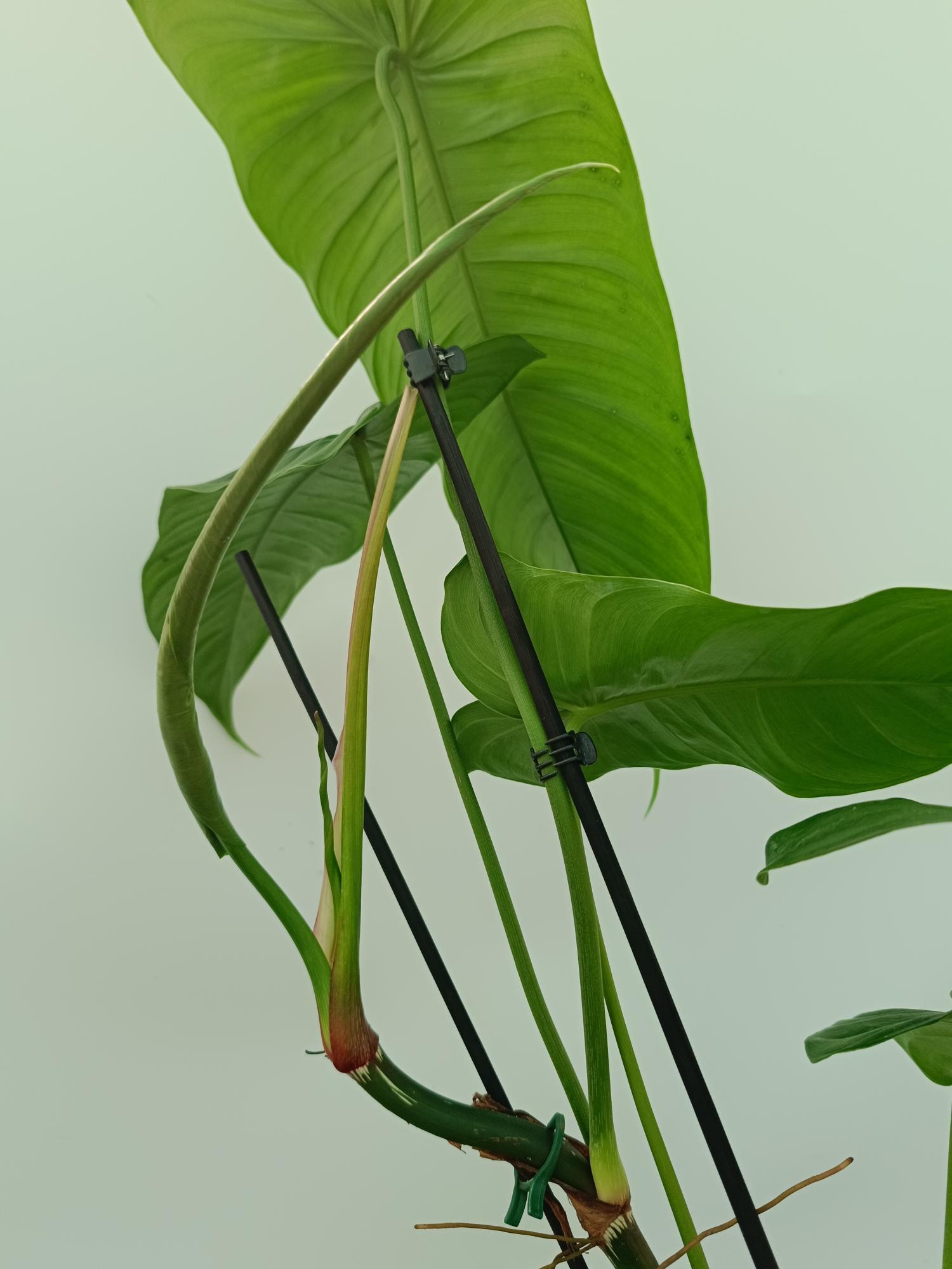 philodendron tenue mature Philodendron tenue XL
