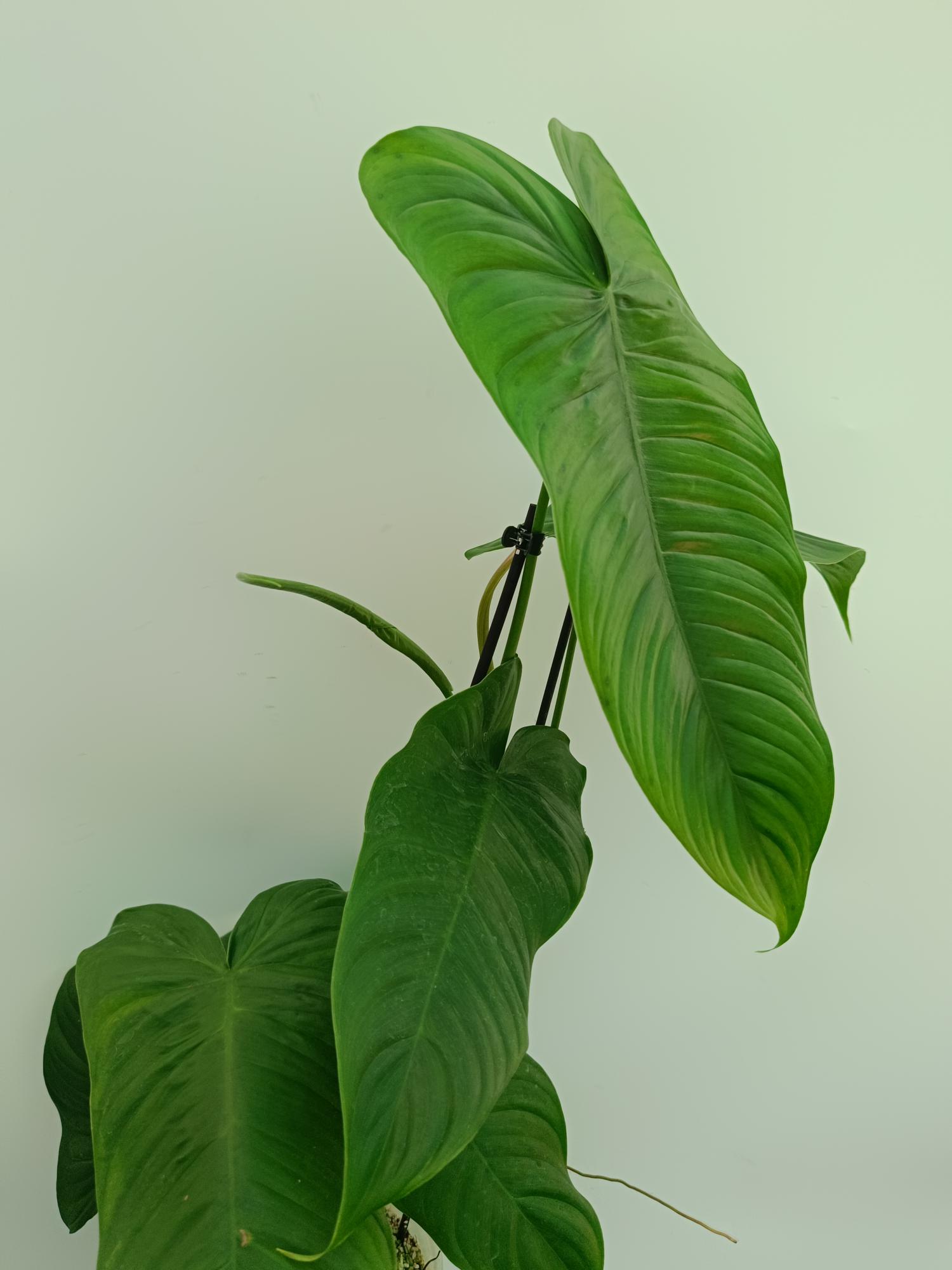 philodendron tenue type Philodendron tenue XL
