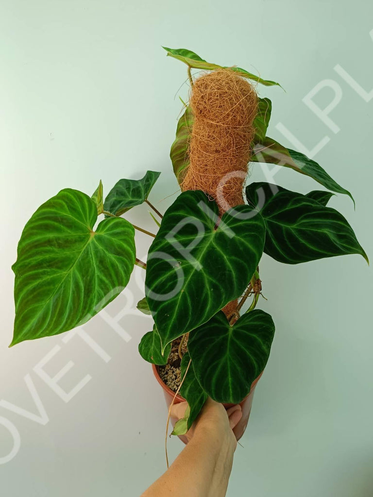 Philodendron verrucosum regular form