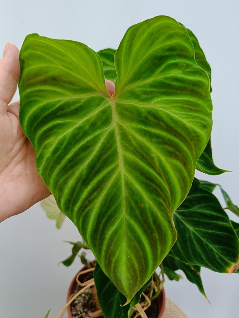 Philodendron verrucosum regular form