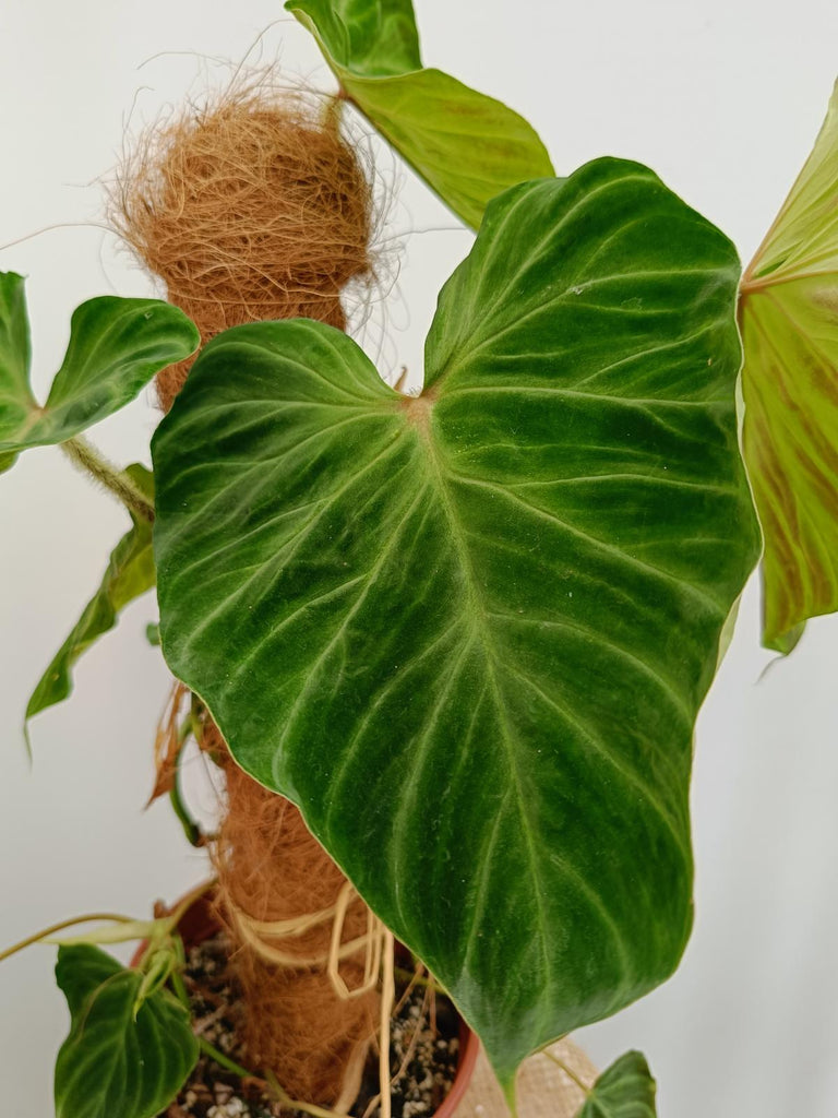 Philodendron verrucosum regular form