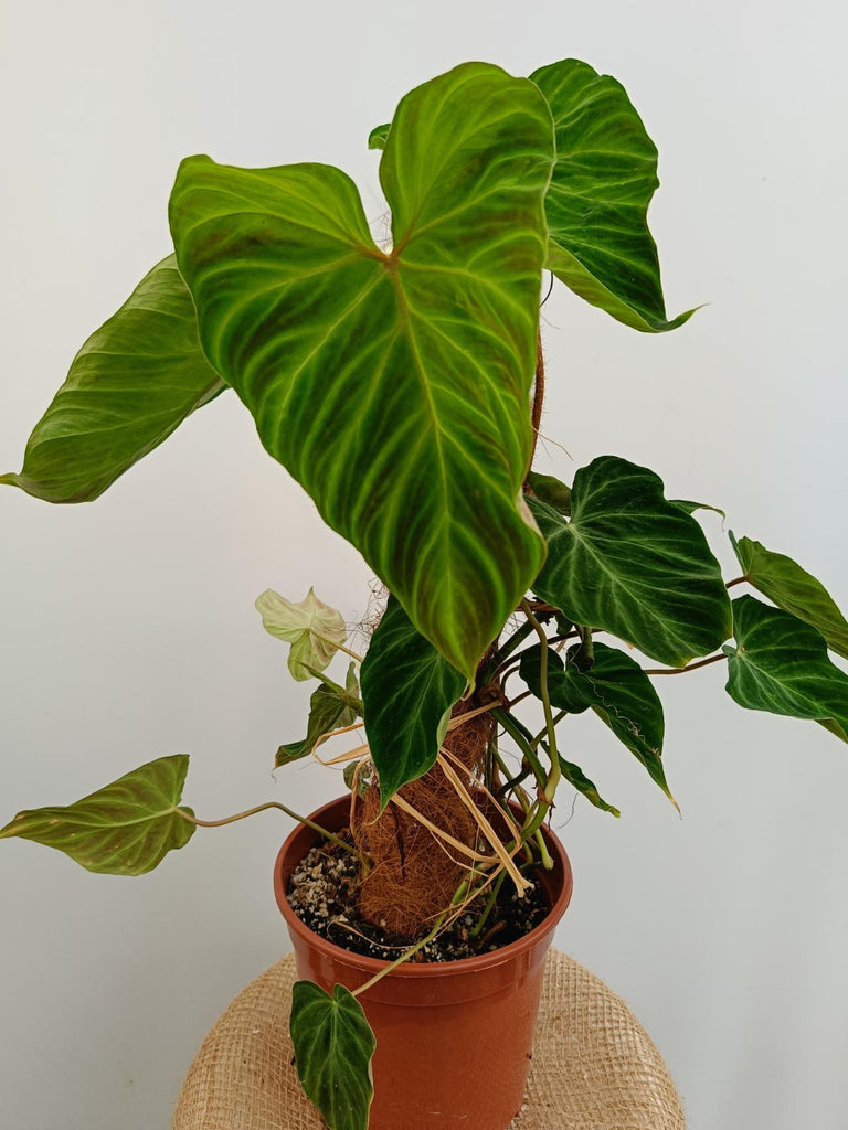 Philodendron verrucosum regular form