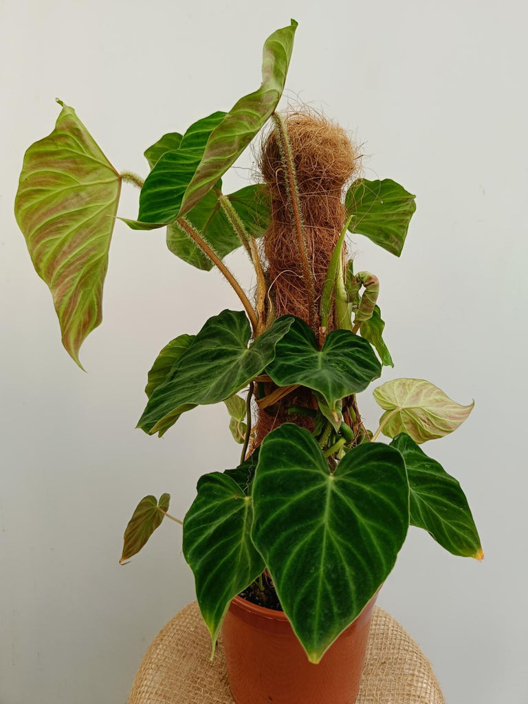 Philodendron verrucosum regular form