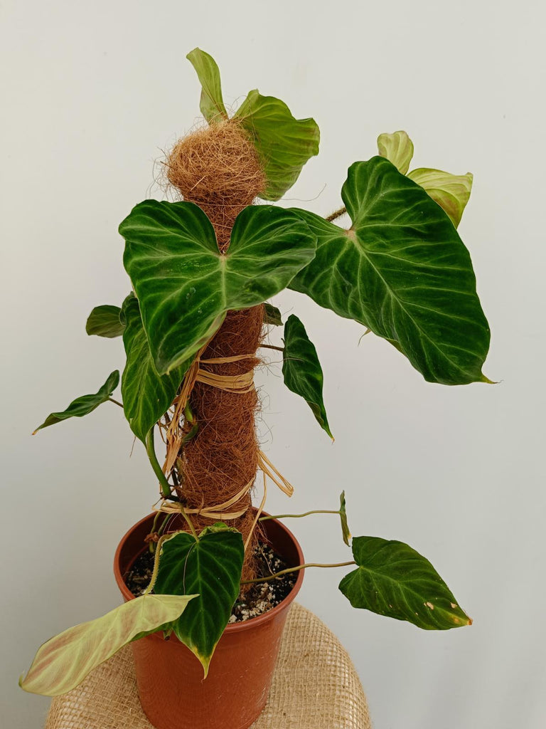 Philodendron verrucosum regular form