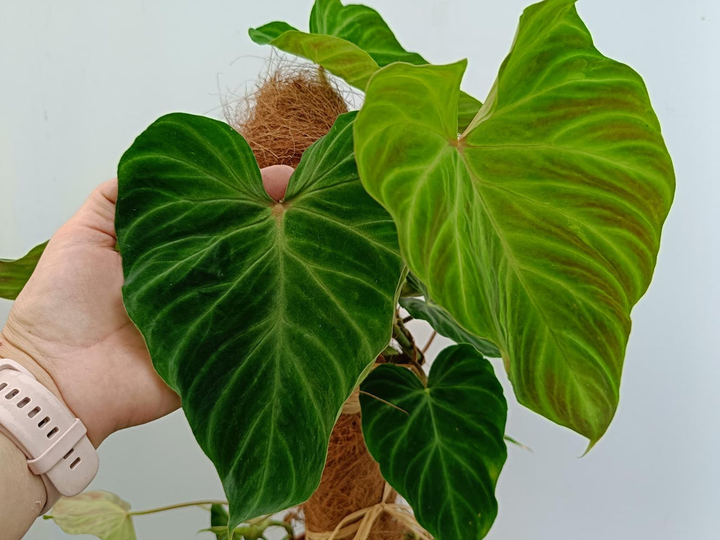 Philodendron verrucosum regular form