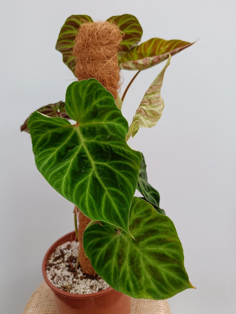 Philodendron verrucosum regular form